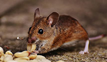 24 Hour & Emergency Exterminators in Warrensville, NC